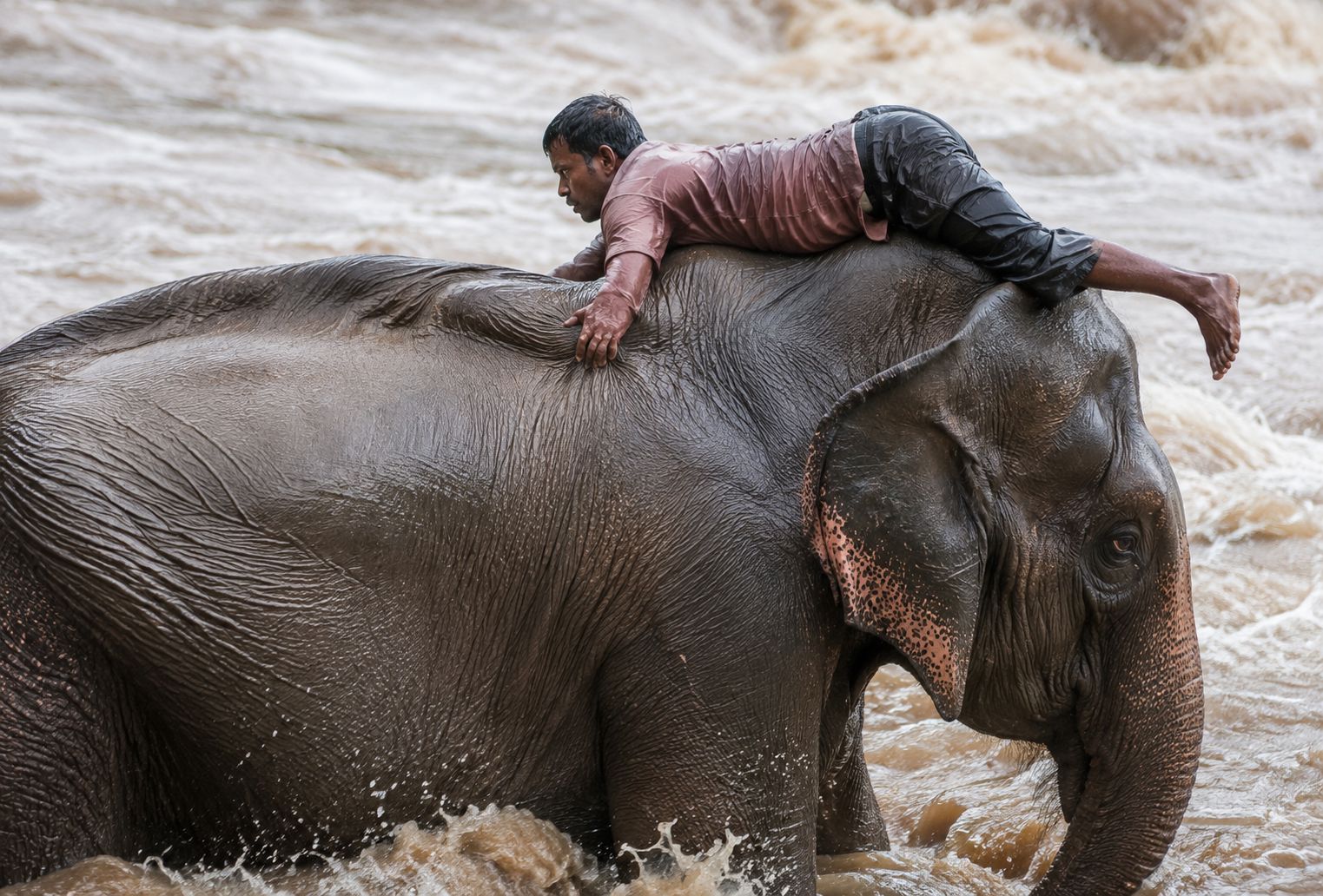 Fact Check: Did elephants save people during Nepal’s floods?